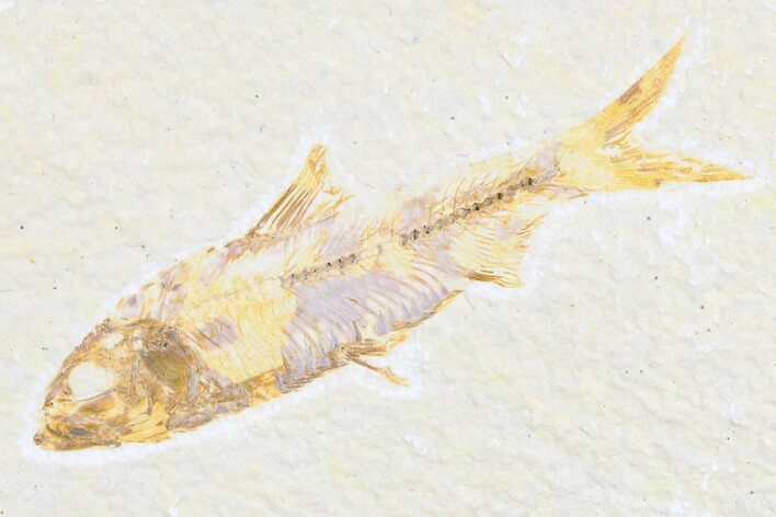 Bargain Fossil Fish (Knightia) - Wyoming #173745